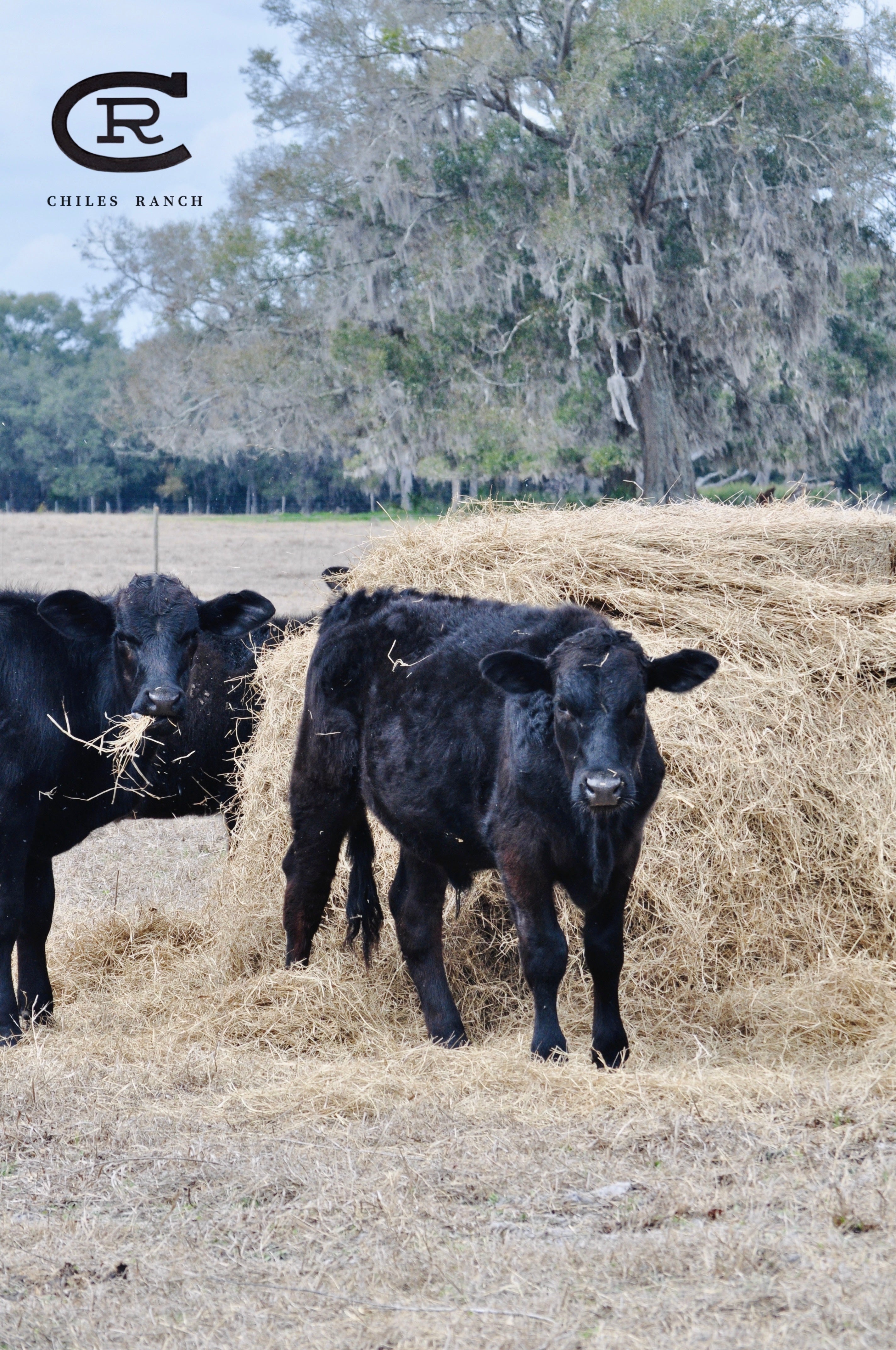 Disciplined management, proper nutrition, Consistent care - "The Chiles way"