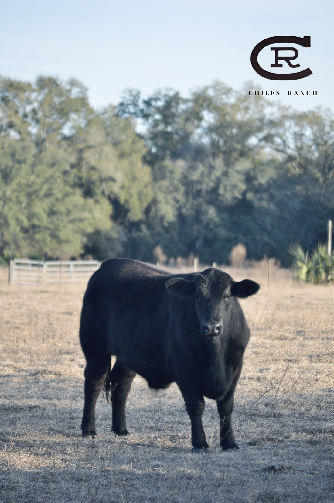 1435 lbs - The Way Nature Intended