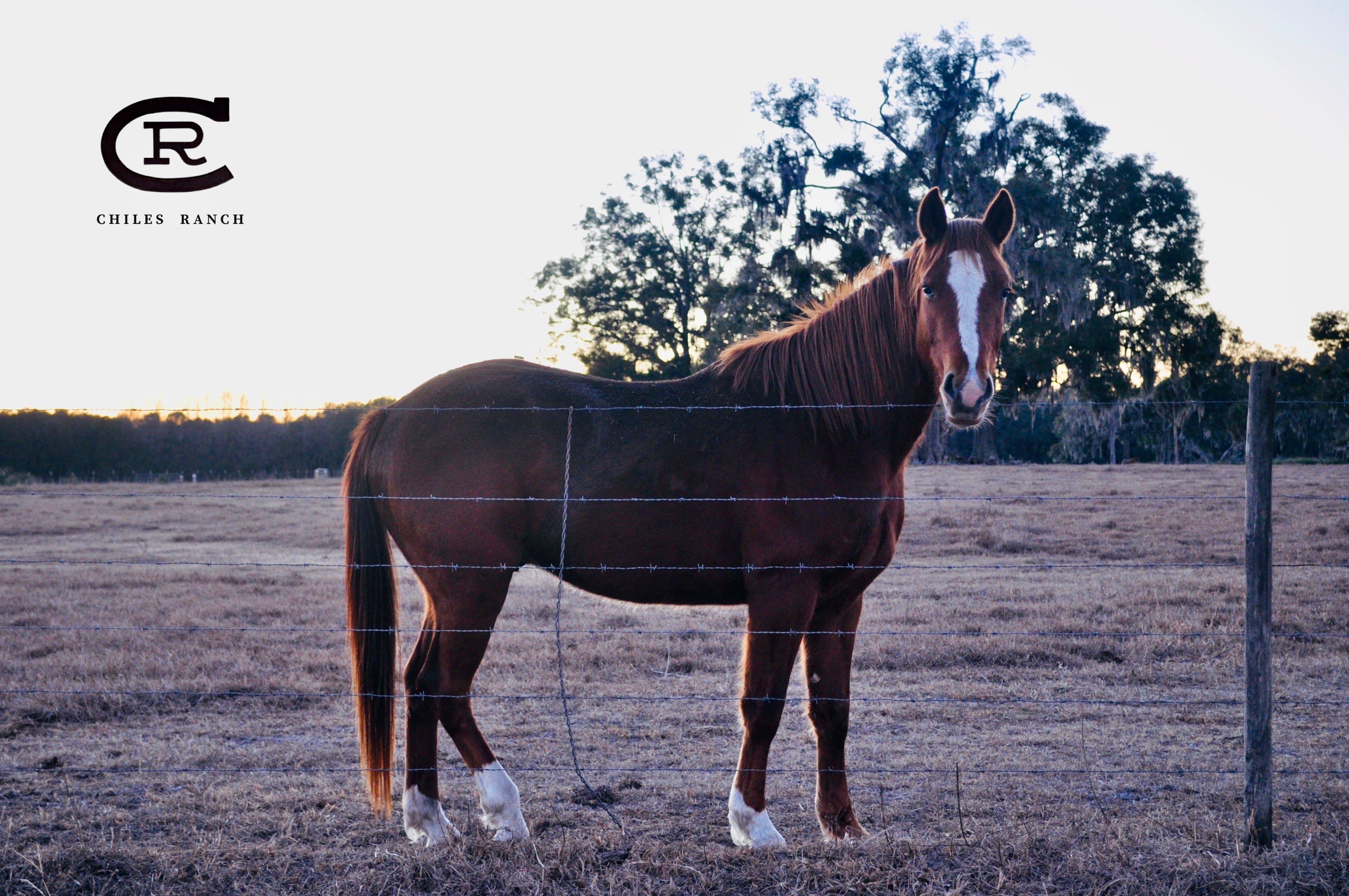 Chiles Ranch - Registered American Quarter Horses