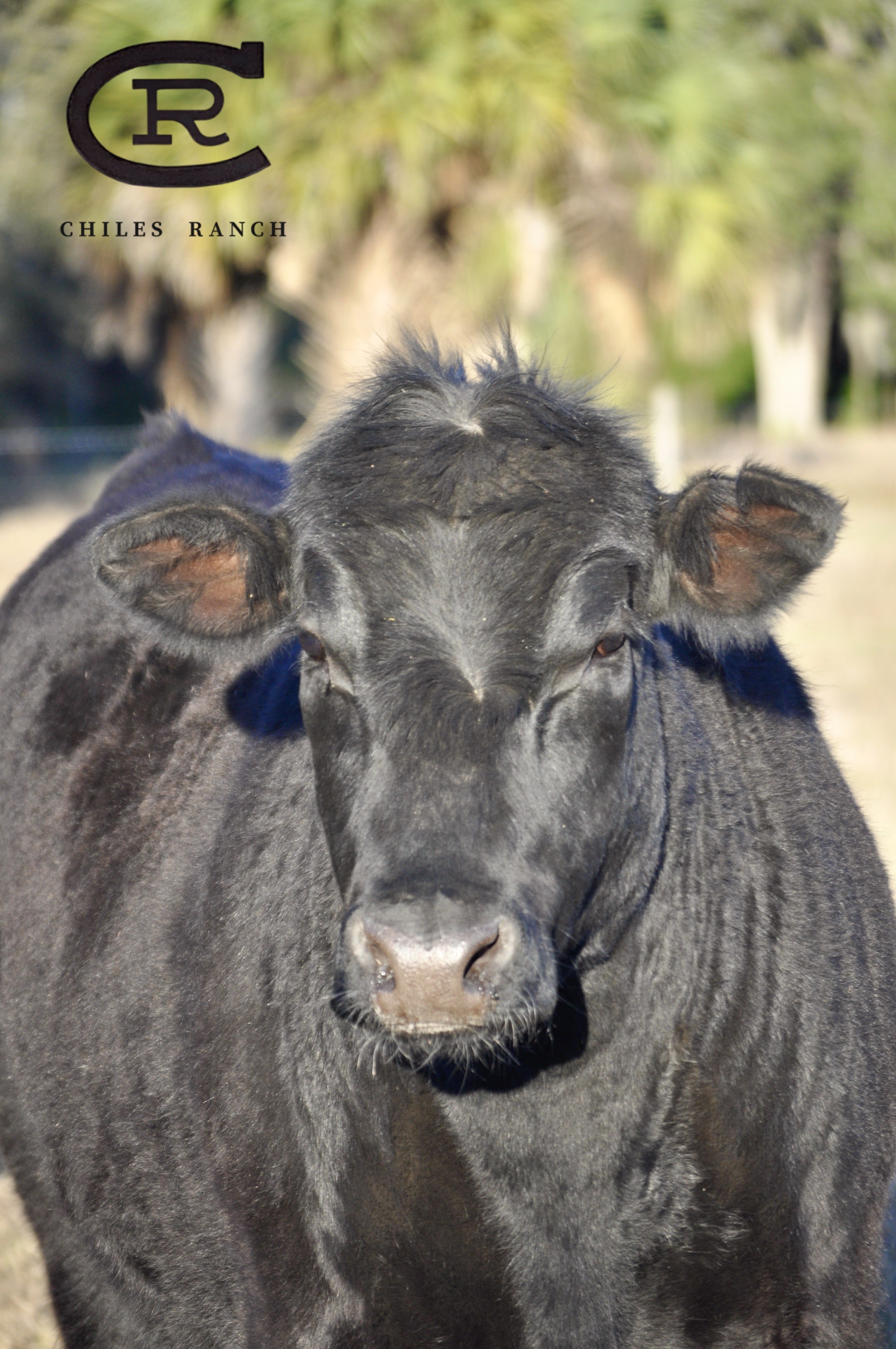 Brangus Cattle & Beef - The Chiles Ranch