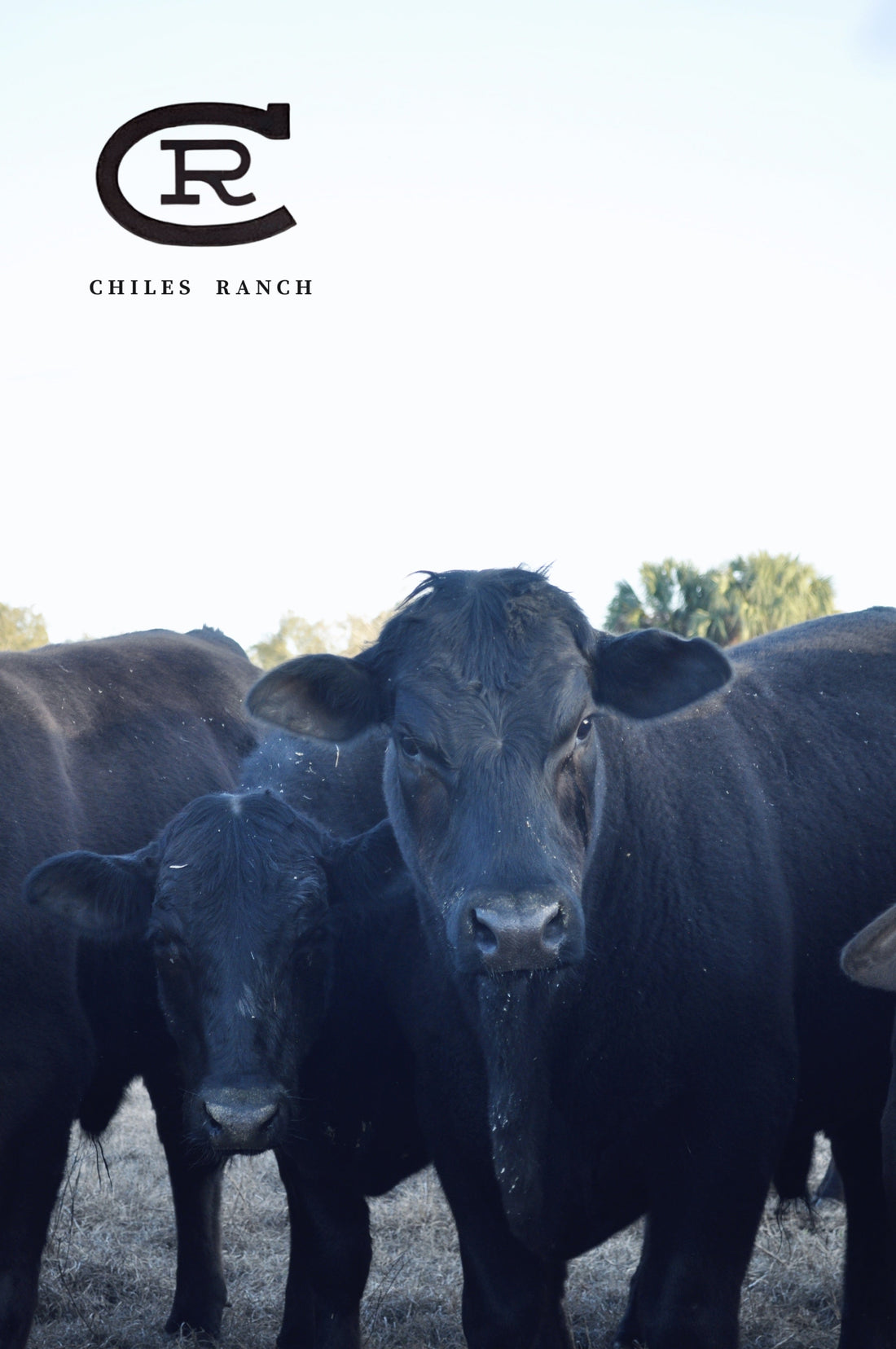 Chiles Ranch — A Florida cattle and beef operation dedicated to excellence