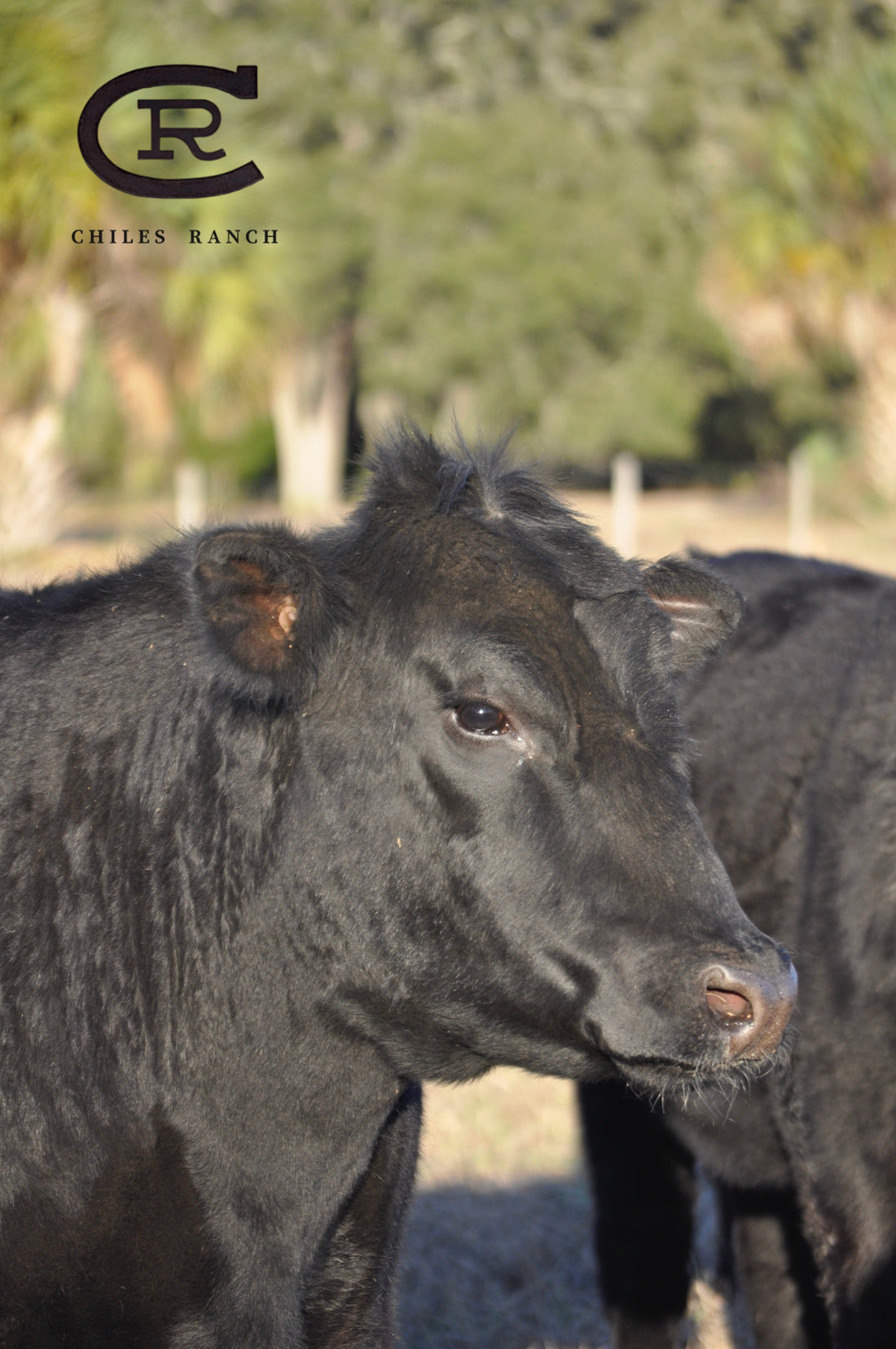 Great Beef. Premium Genetics. No Shortcuts. The Chiles Way