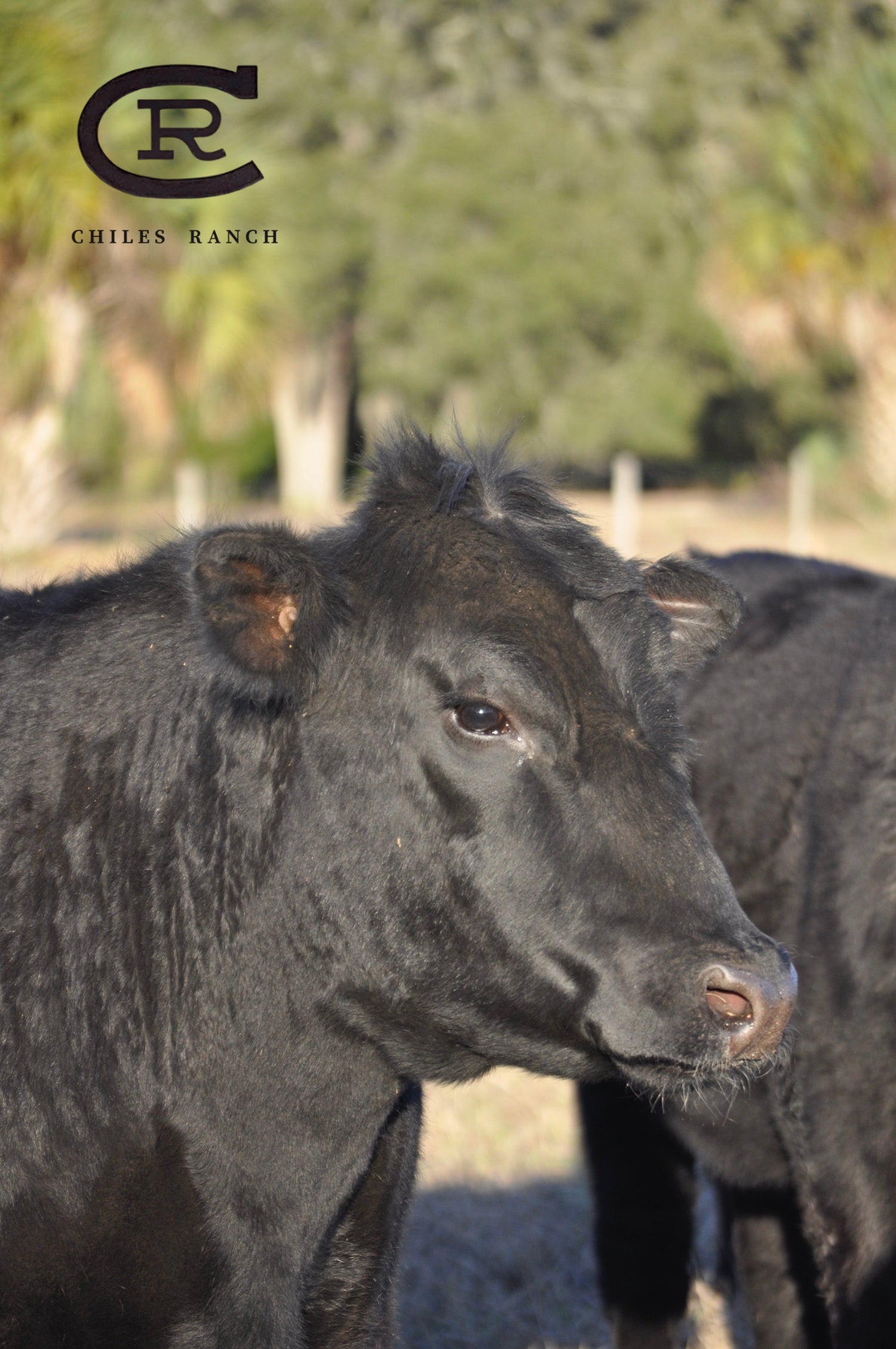 Great Beef. Premium Genetics. No Shortcuts. The Chiles Way – The Chiles ...