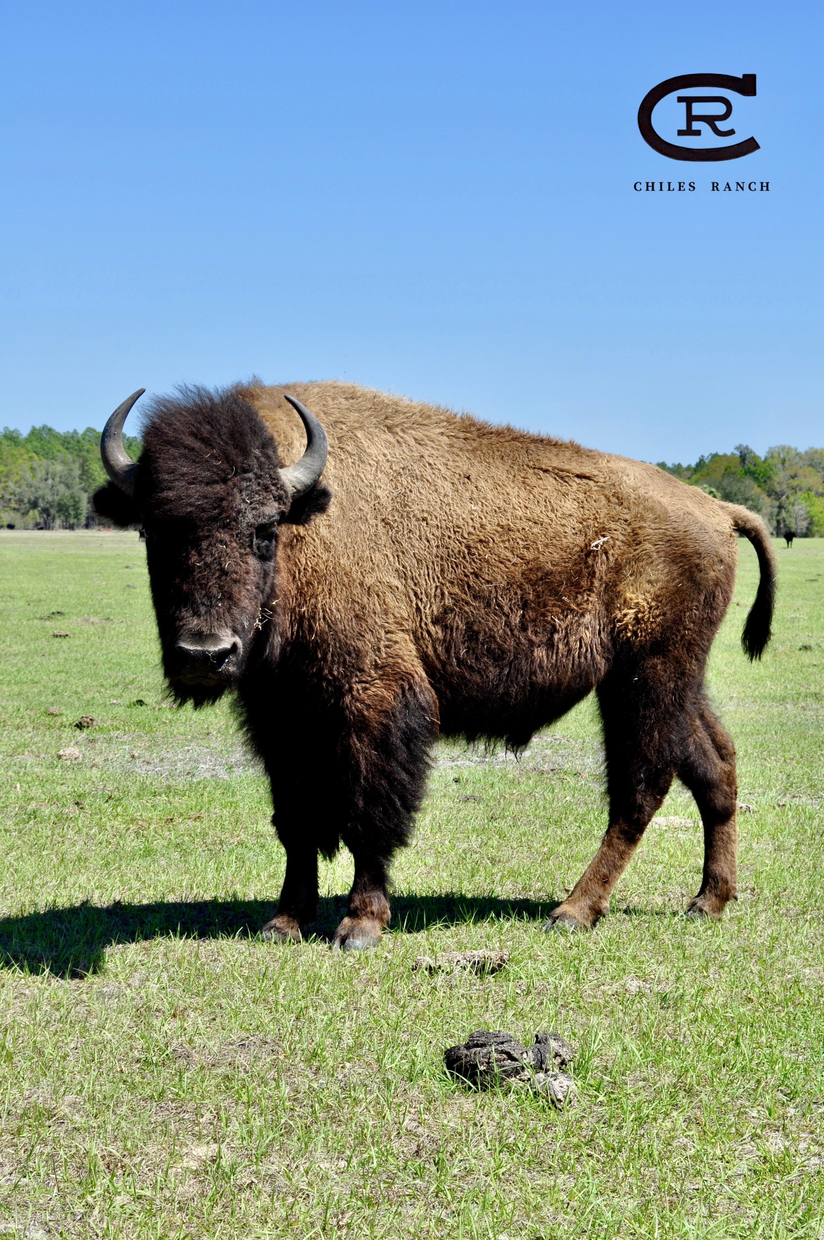 Health Benefits of Bison