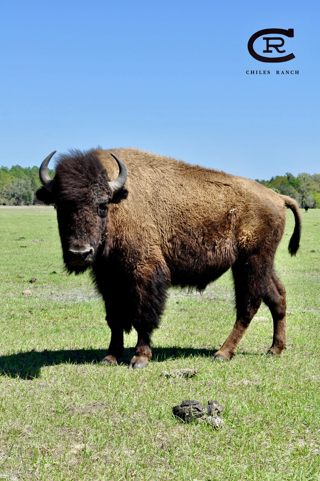 Health Benefits of Bison