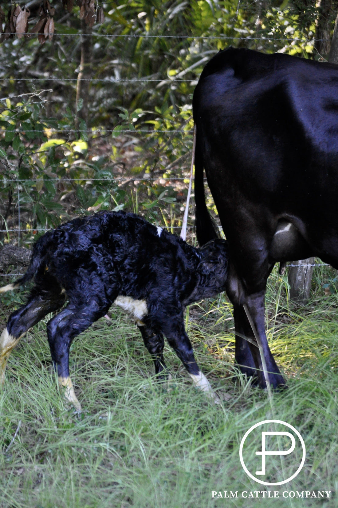 The Newest Member of The Chiles Ranch Herd
