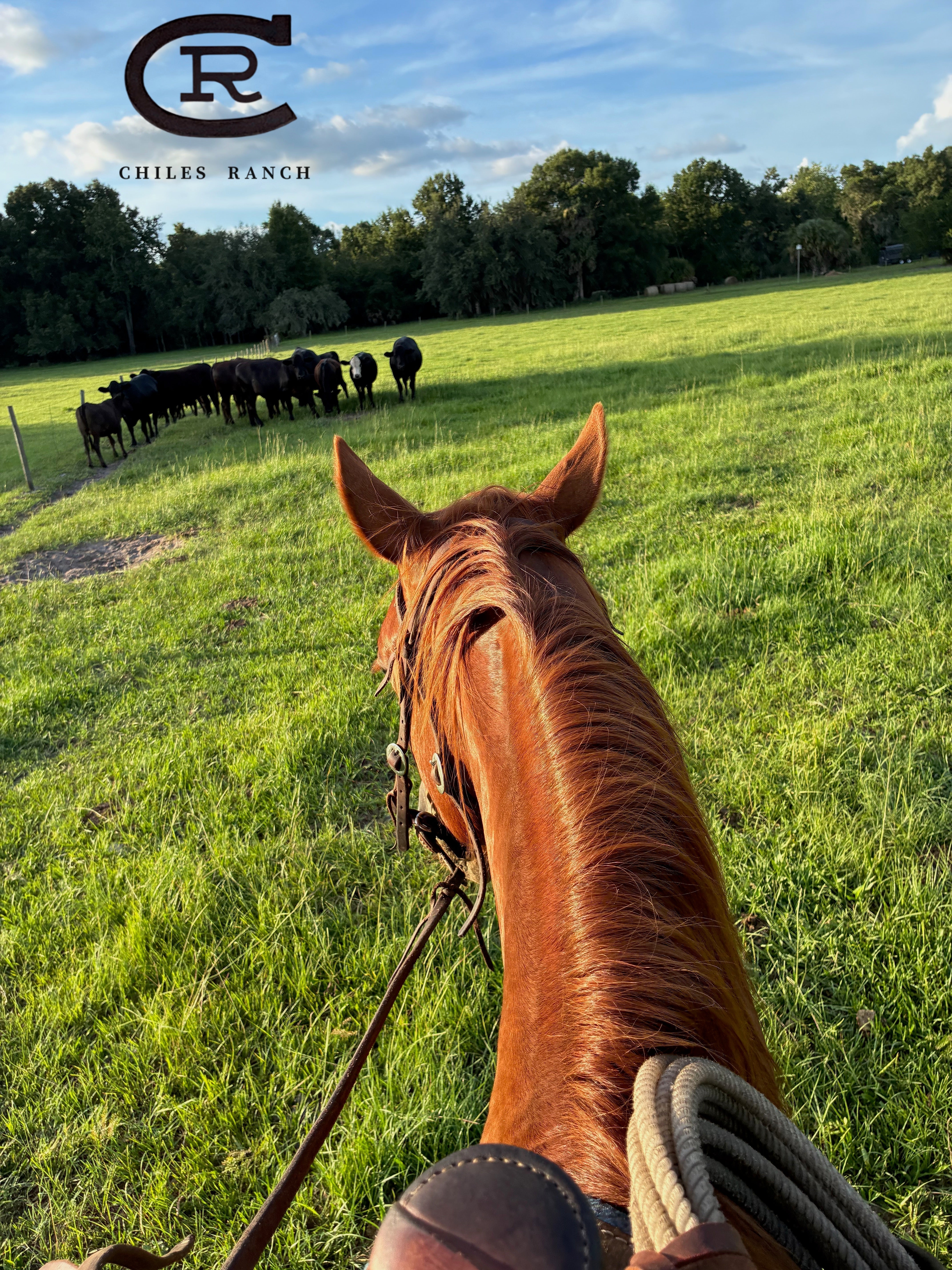 Navy SEAL veteran turned Florida Cattleman | Chiles Ranch & Palm Cattle Company