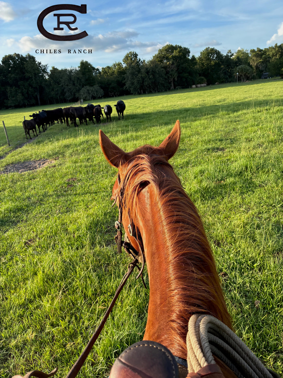 Navy SEAL veteran turned Florida Cattleman | Chiles Ranch & Palm Cattle Company