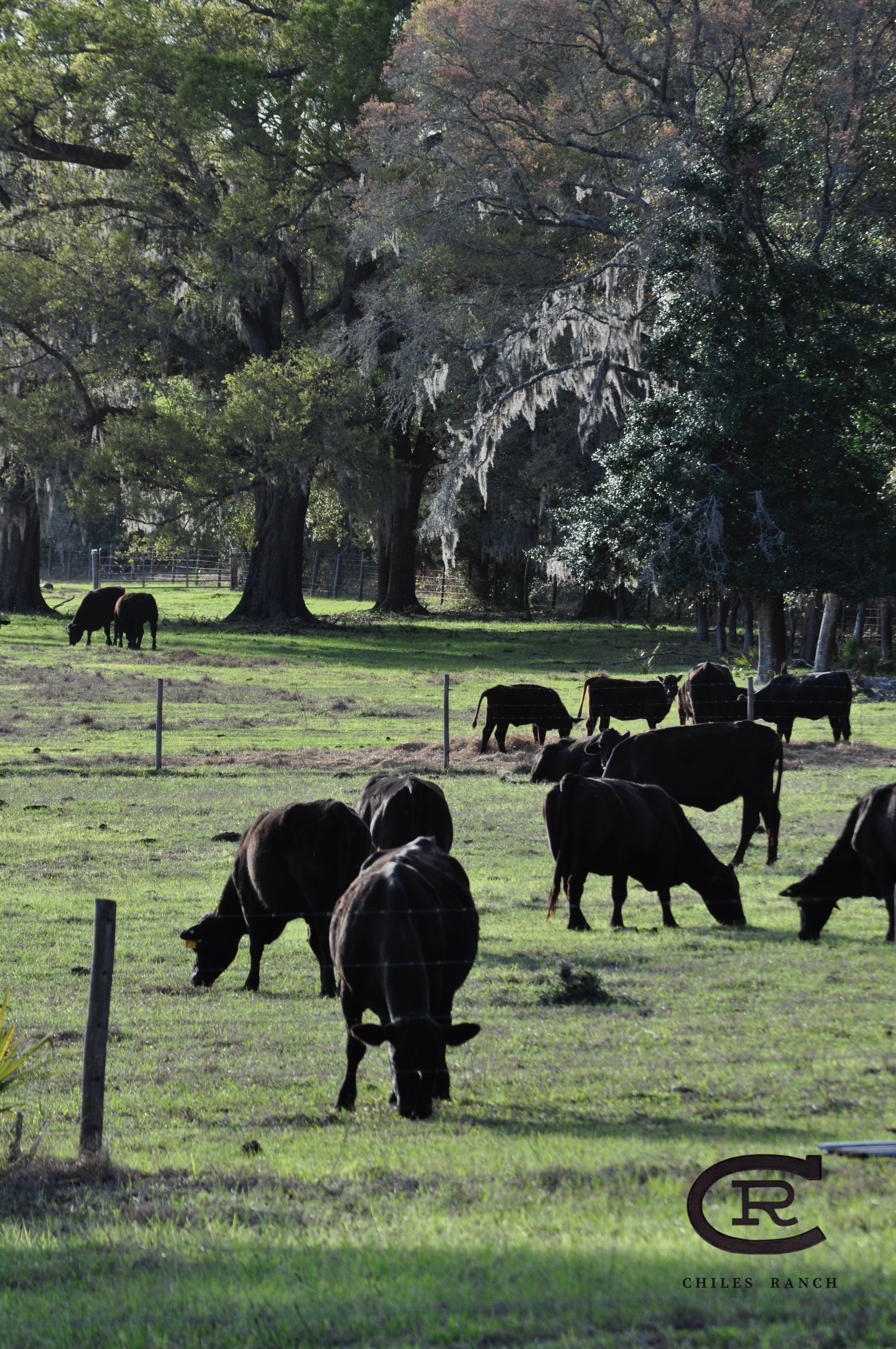 The U.S. cattle herd is currently the lowest it has been since 1951…
