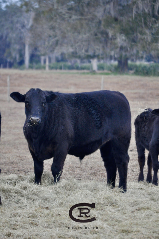 Whole Steer: American Angus + Custom Dry Age