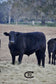 Whole Beef: American Angus + Grain Finished + Custom Dry Age