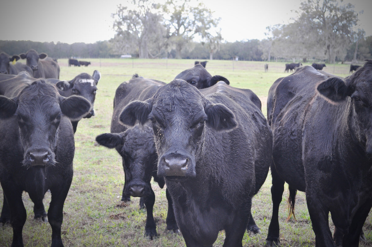 Chiles Ranch | Exceptional Cattle & Beef – The Chiles Ranch