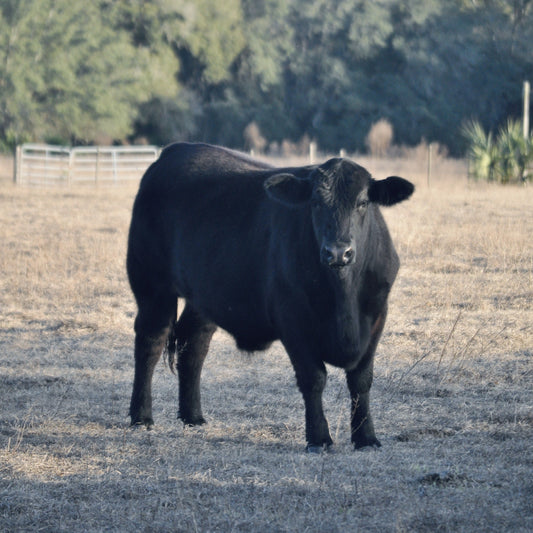 Chiles Ranch Davis Products – The Chiles Ranch