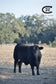 Half Beef: American Angus + Grain Finished + Custom Dry Age
