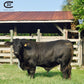 Palm Cattle Company Gift Card