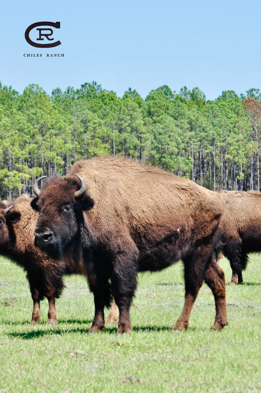 Half Bison: Grass Raised + Grain Finished + Custom Dry Age