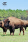 Half Bison: Grass Raised + Grain Finished + Custom Dry Age