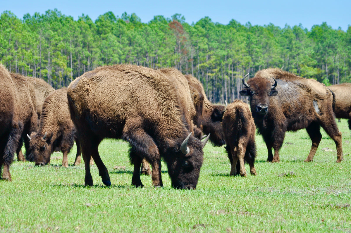 Chiles Ranch Davis Chiles Ranch | Exceptional Cattle & Beef – The Chiles Ranch