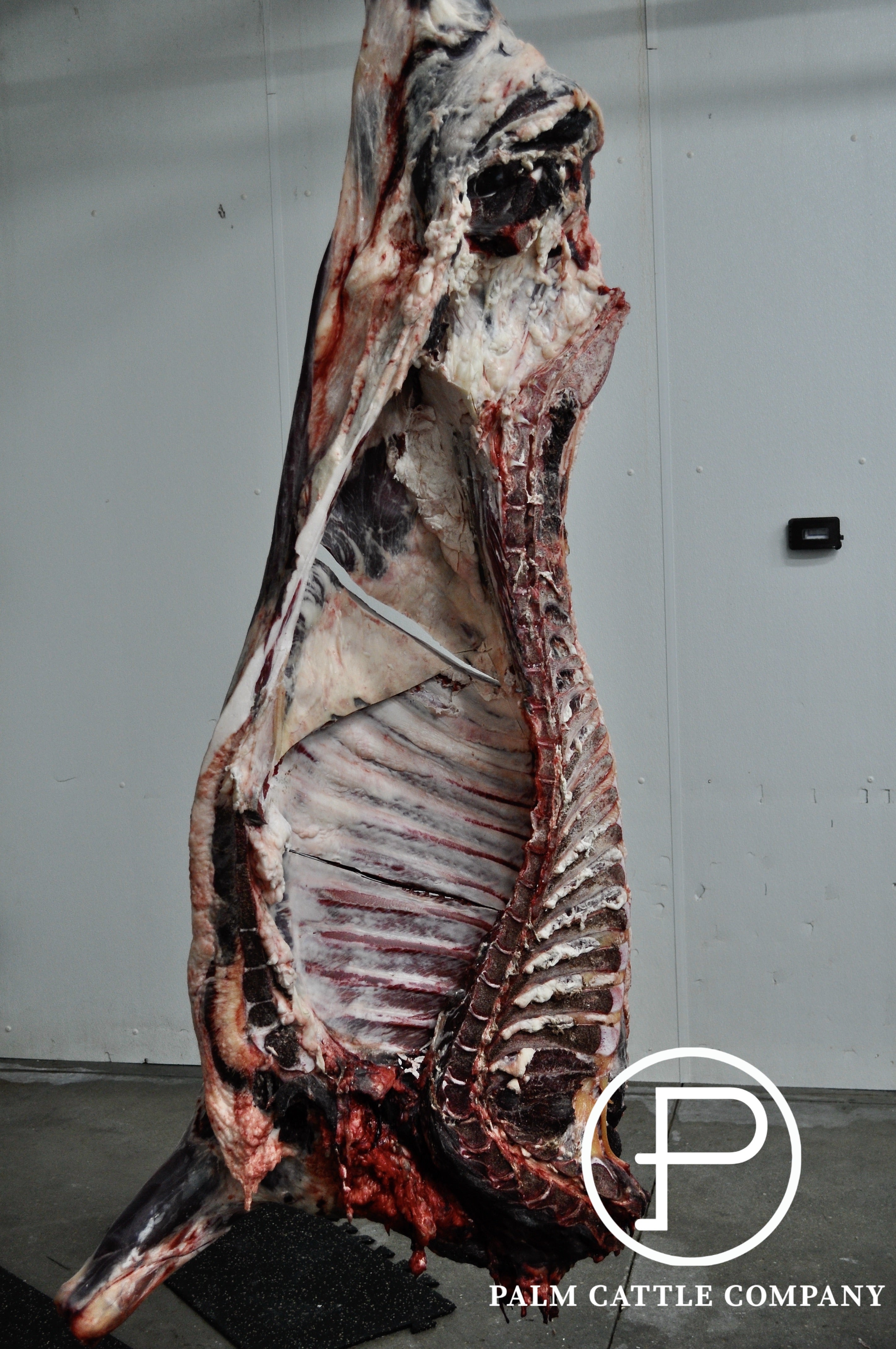Quarter Angus Steer: 115 Pounds of Beef + 14 Day Dry Age